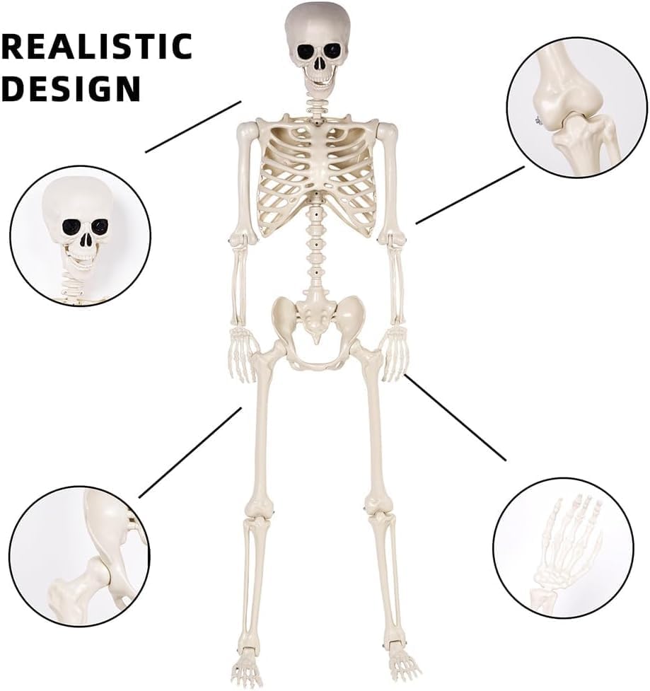 2 Pack 36" Halloween Skeleton - 3 ft Life Size Human Skeleton with Full Body Posable Joints - Spooky Scary Plastic Skeletons for Outdoor Decoration, Halloween Party Decor, Haunted House Props